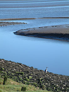 HEron on the Solway Coast